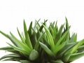 Aloe Barbadensis