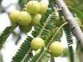Emblica Officinalis