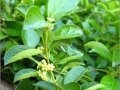 Gymnema Sylvestre