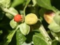 Withania Somnifera